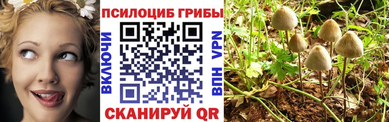 купить Кувандык Псилоцибиновые грибы MAGIC MUSHROOMS